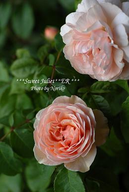 dsc_2844hnl10.jpg
