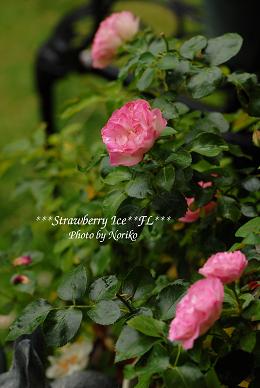 dsc_2772l10.jpg