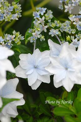 dsc_3001nl10.jpg