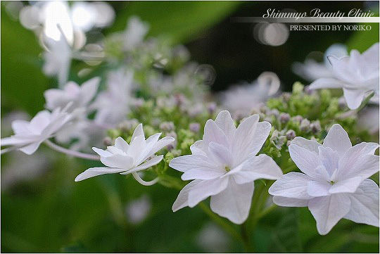 DSC_0126CL540CL