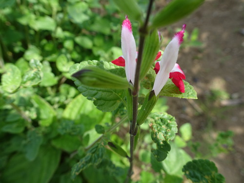 DSC00706