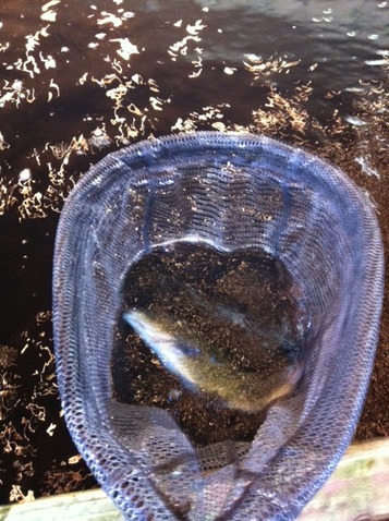 釣り3
