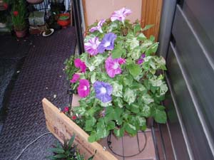 p7170045.jpg