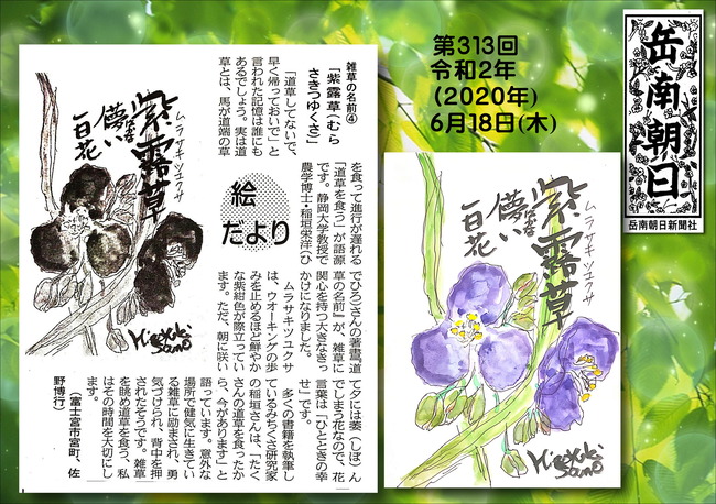 020618紫露草（岳南新聞）