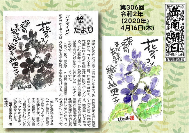 020416ハナダイコン（岳南新聞）