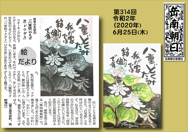 020625八重咲ドクダミ（岳南新聞）