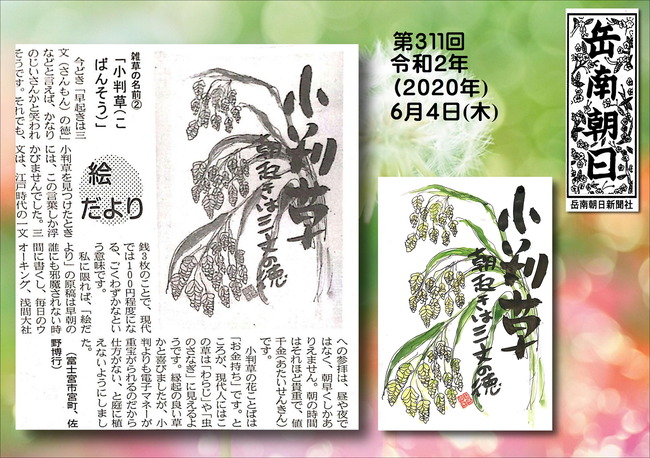 020604小判草（岳南新聞）