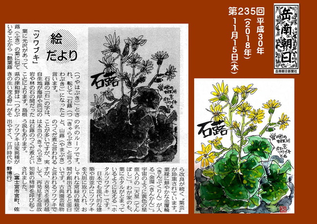301115ツワブキ(岳南新聞）
