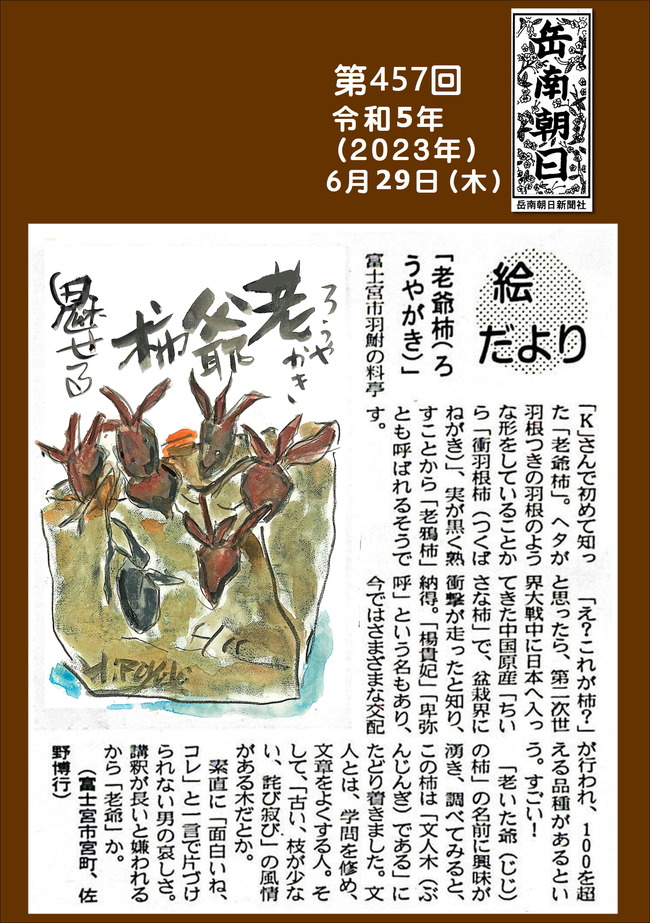 230629第457号老爺柿