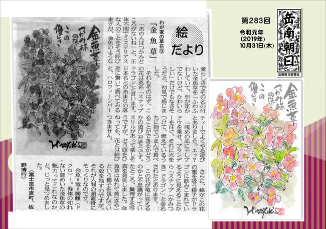 011031金魚草