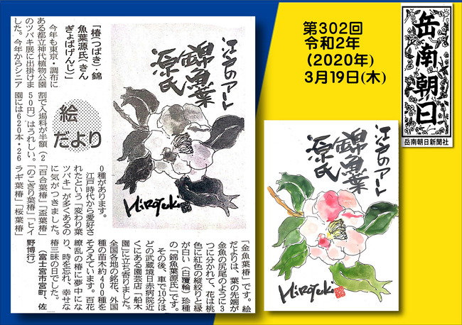020319金魚葉椿（岳南新聞）