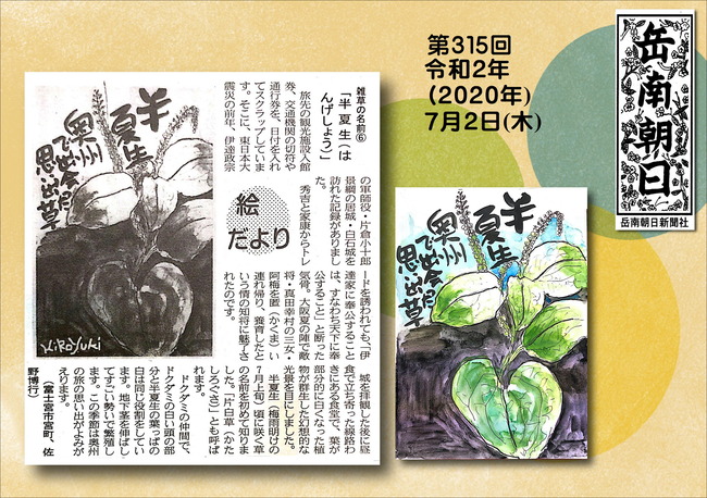 020702半夏生（岳南新聞）