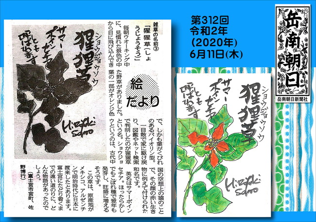 020611サマーポインセチア（岳南新聞）
