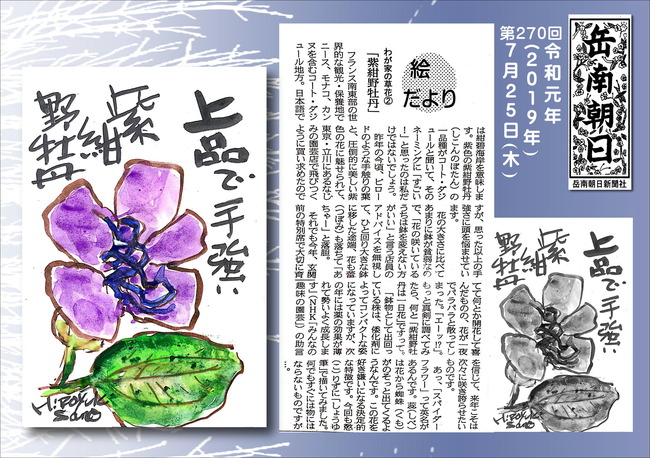 310725紫紺野牡丹A5