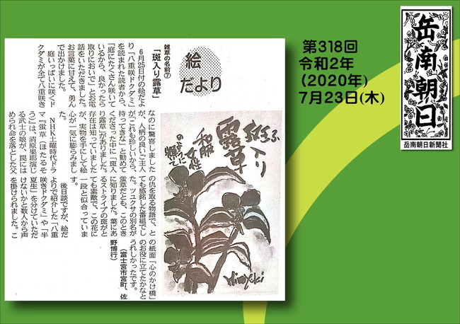 020723斑入り露草（岳南新聞）