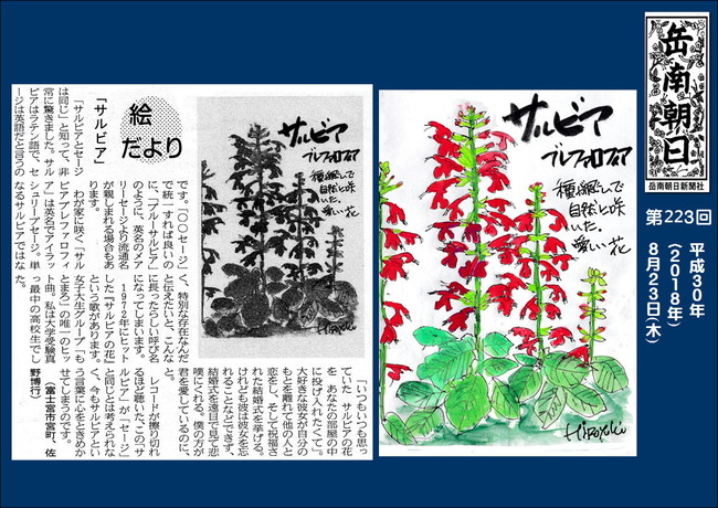 300823サルビア(岳南新聞）