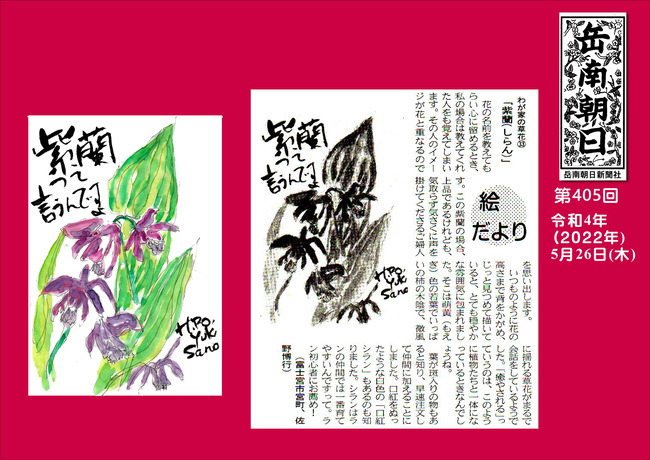 220526第405号紫蘭