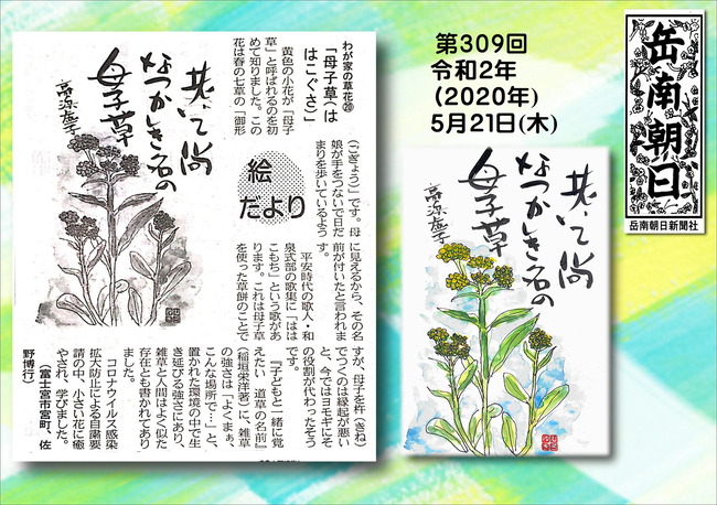 020521母子草（岳南新聞）