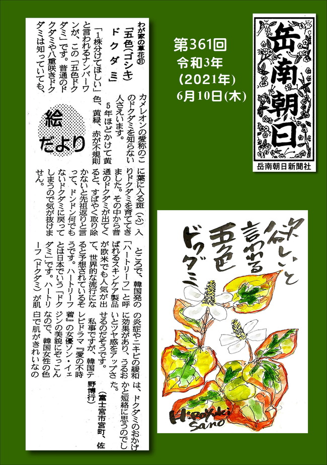 210610五色ドクダミ