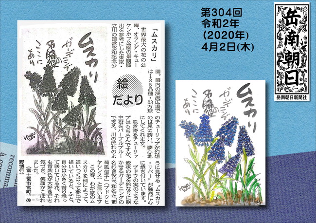 020402ムスカリ岳南新聞）