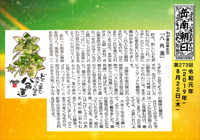 310822八角蓮（A5）