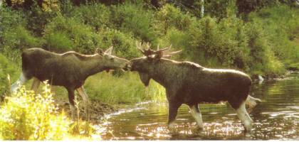 Drecom Erikoerikoeriのブログ １８ 今度はトナカイさんなの