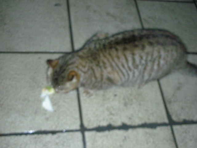dscn26580001.jpg