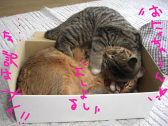 box2.jpg