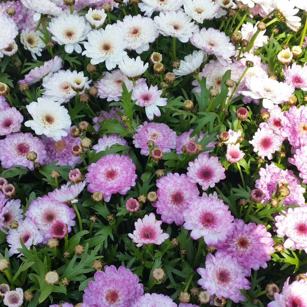 Fine Day blog 花苗色々入荷してます Fine Day blog 花苗色々入荷してます