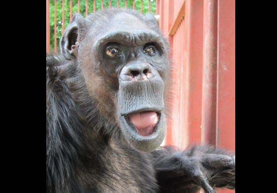 オフィシャルブログ 田作健一の 狂言と戯言を一喝 昔来日した 獣人 オリバー君 は チンパンジーになりました