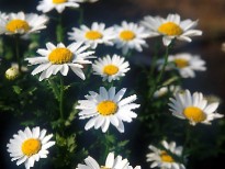 d40e66r4.JPG