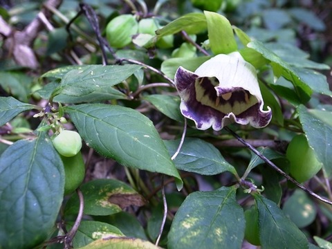 R0013865 - コピー