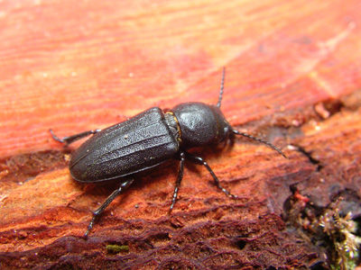 buSANY0006クロカミキリ