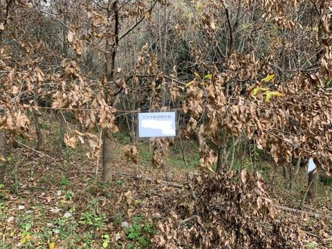 2021年秋西区元岡 - コピー