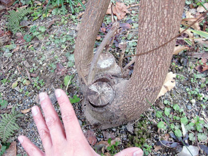kunu1