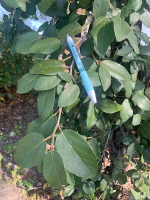 オオイタビ　ボールペン付き20220209 - コピー