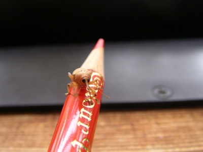 220629 ゾウムシ成虫