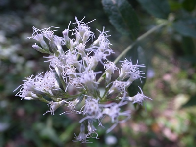 R0012311 - コピー