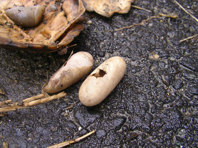 240318 井尻池　石亀の卵