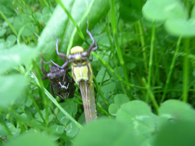 240504 ムカシヤンマ 羽化2