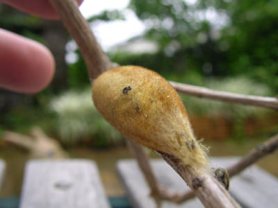 タケカレハ繭下から