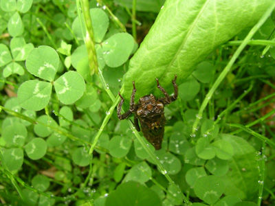 240504 ムカシヤンマ 羽化前