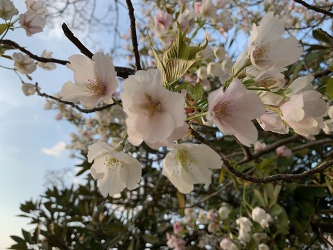 桜20220319