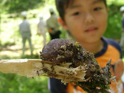 240512 ヤマナメクジ