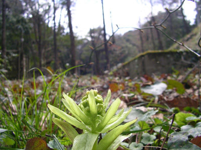 230326 フキノトウ2