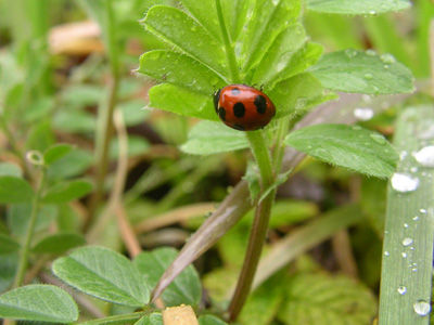 240318 井尻池テントウムシ