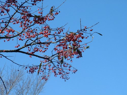 img20091129.jpg