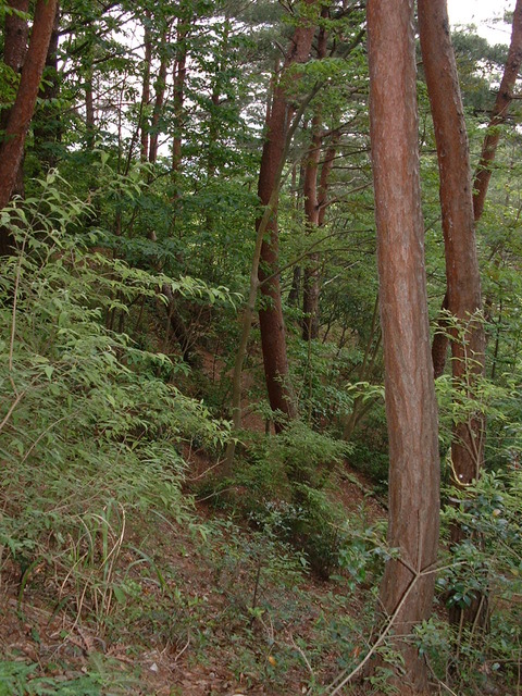 階段からアカマツ林2