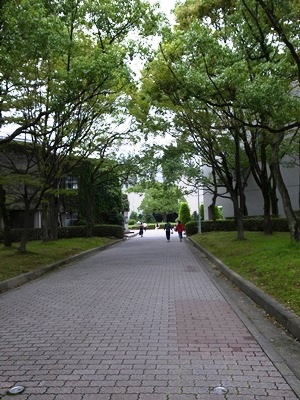 クス並木 - コピー