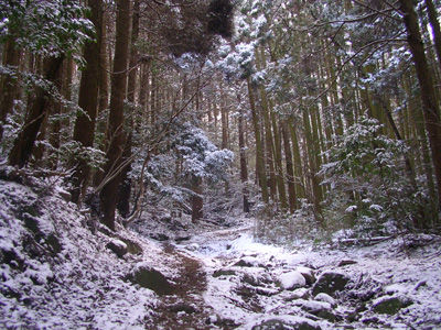 ビートルトレール